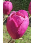 Магнолія суланжа Блек Туліп | Magnolia soulangeana Black Tulip | Магнолия суланжа Блэк Тулип